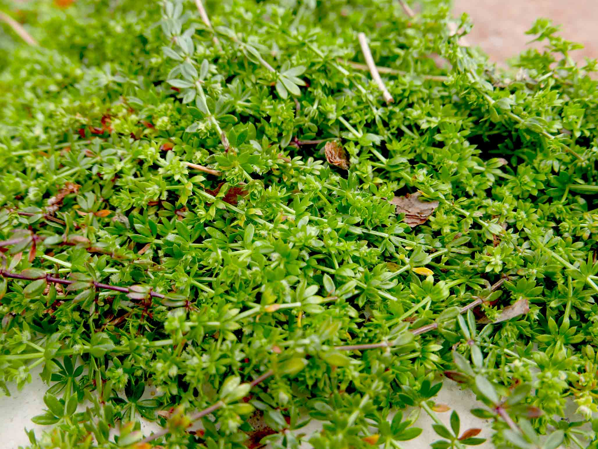 Galium murale / Caglio murale
